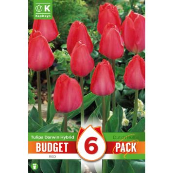 Kapiteyn blomsterløg tulipan Darwin Hybrid Red budget 6 stk. 
