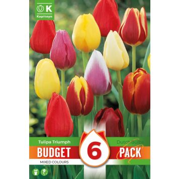 Kapiteyn blomsterløg tulipan Triumph Mixed Colour budget 6 stk. 