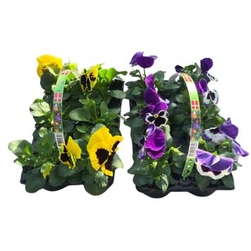 Stedmoderblomst Viola Wittrockiana 6 stk. i bakke - flere farver