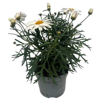 Chrysanthemum Frutescens Ø11 cm potte