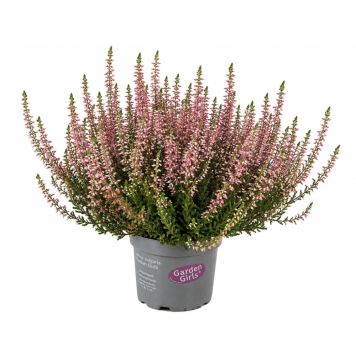 Calluna Garden Girls Ø10,5 cm potte