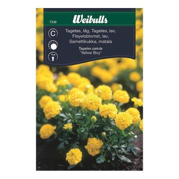 Weibulls blomsterfrø lav tagetes Yellow Boy