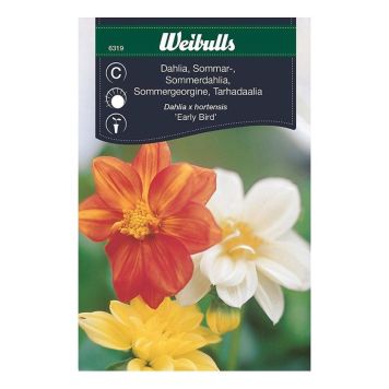 Weibulls blomsterfrø 'Sommerdahlia'