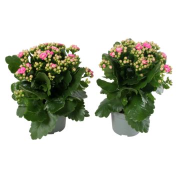 Kalanchoe pink Ø10,5 cm potte
