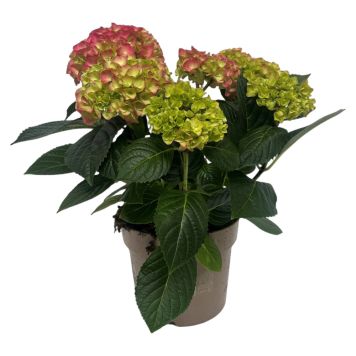 Hortensia Hydrangea Macrophylla rosa Ø21 cm potte