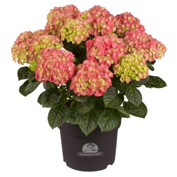 Hortensia Hydrangea Macrophylla rosa Ø21 cm potte
