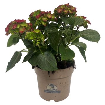 Hortensia Hydrangea Macrophylla rød Ø21 cm potte