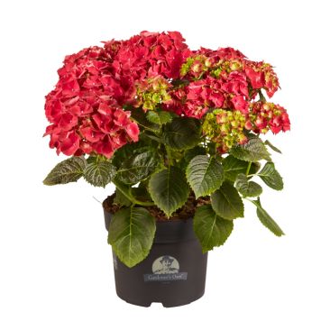 Hortensia Hydrangea Macrophylla rød Ø21 cm potte