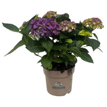 Hortensia Hydrangea Macrophylla blå Ø21 cm potte