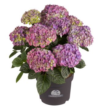 Hortensia Hydrangea Macrophylla blå Ø21 cm potte