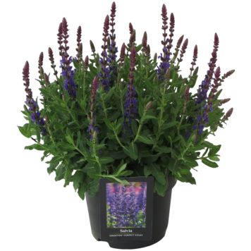 Staudesalvie Salvia Sensation Compact Violet Ø17 cm potte