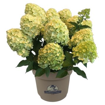 Hortensia Hydrangea Paniculata Ø21 cm potte