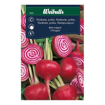 Weibulls grøntsagsfrø rødbede polka Chioggia
