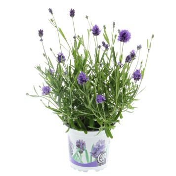 Lavendel Lavandula Angustifolia Ø11 cm potte