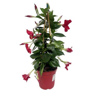 Bourgainvillea Ø14 cm potte - flere farver