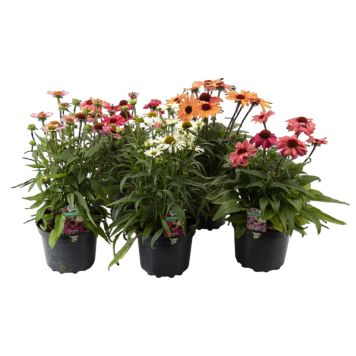 Echinacea Ø21 cm potte