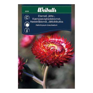 Weibulls blomsterfrø kæmpevighedsblomst rød