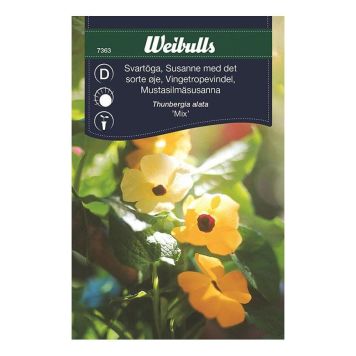 Weibulls blomsterfrø Susanne med sorte øjne