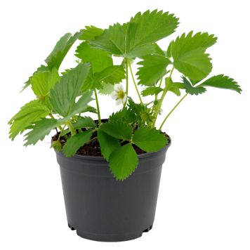 Jordbær Fragaria Ø11 cm potte - flere varianter