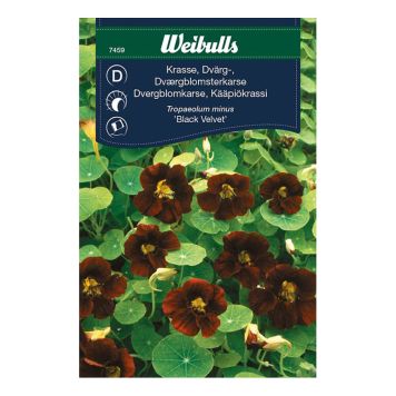 Weibulls blomsterfrø dværgblomstkarse