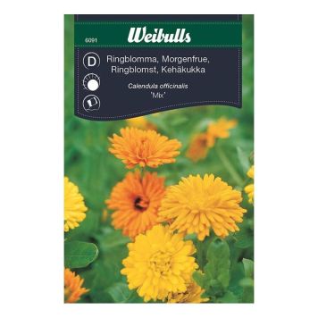 Weibulls blomsterfrø morgenfrue Mix