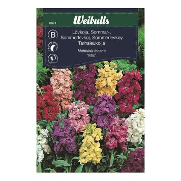 Weibulls blomsterfrø levkøj mix