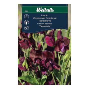 Weibulls blomsterfrø ærteblomst beaujolais