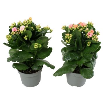 Kalanchoe lyserød Ø10,5 cm potte