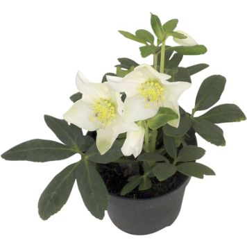 Helleborus Julerose Ø12 cm potte