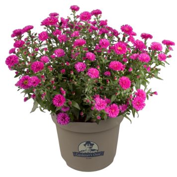 Asters Victoria 21 cm potte - flere farver 