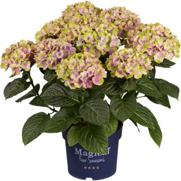 Havehortensia Magical Ø21 cm potte - flere farver