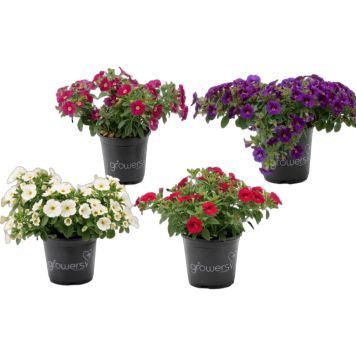 Calibrachoa hybrid Ø11 cm potte - flere farver
