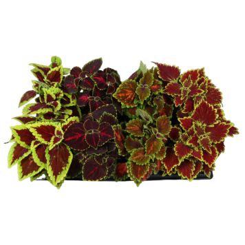 Prydplante Coleus Ø12 cm potte - flere varianter