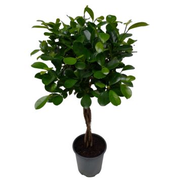 Ficus Moclame Ø24 cm potte