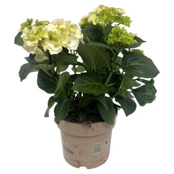 Hortensia Hydrangea Macrophylla Ø21 cm potte - flere farver