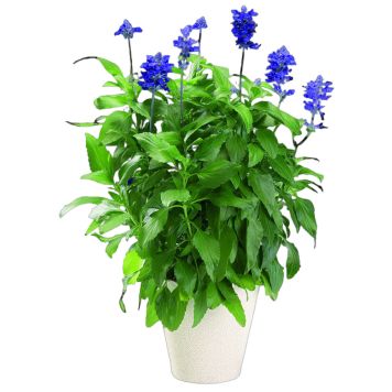 Pryd salvie Salvia Farinacea Ø11,5 cm potte
