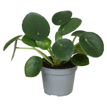 Miniplante grøn Ø6 cm potte - flere varianter