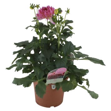 Georginer Dahlia Ø21 cm potte - flere farver