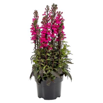 Lobelia Fan deep rose Ø17 cm potte