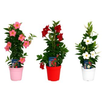 Dipladenia Ø17 cm potte - flere farver