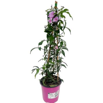 Bourgainvillea Ø17 cm potte - flere farver