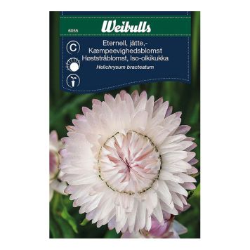 Weibulls blomsterfrø kæmpeevighedsblomst rosa