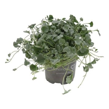 Dichondra Silver Falls Ø10,5 cm potte