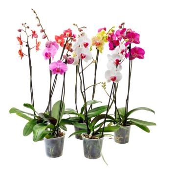 Orkidé 2 grenet Phalaenopsis Ø12 cm potte - flere farver