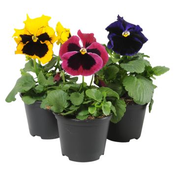 Hornviol Viola Cornuta hybrid Ø9 cm potte - flere farver