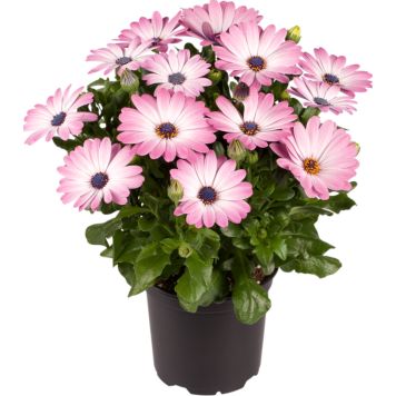 Spansk marguerit Osteospermum Ø11 cm potte - flere farver