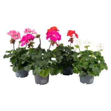 Pelargonie Pelargonium Zonale Ø10,5 cm potte - flere farver