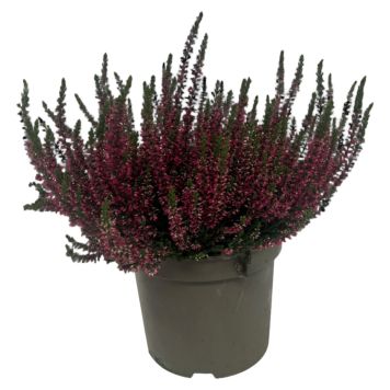 Calluna Vulgaris Ø17 cm potte