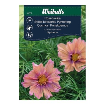 Weibulls blomsterfrø stolte kavalerer apricotta