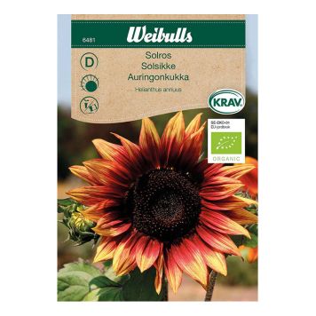 Weibulls blomsterfrø solsikke 